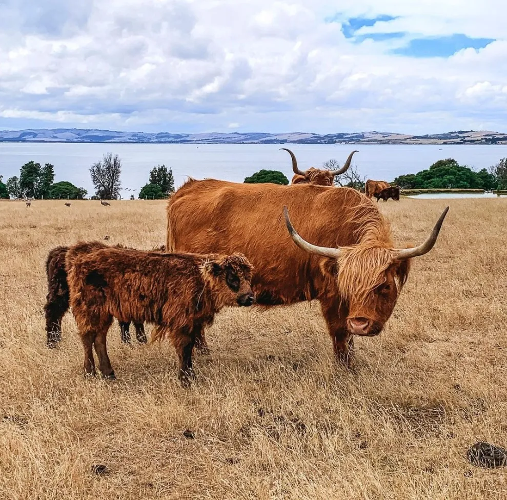 Churchill Island Heritage Farm