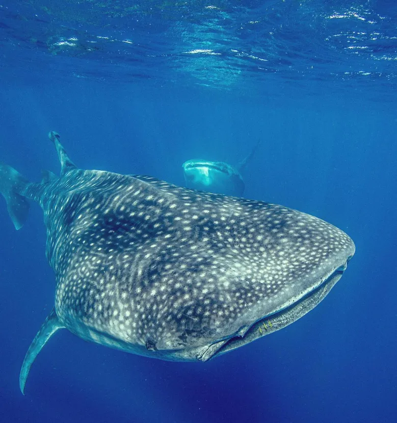 Future Research and Ningaloo Reef