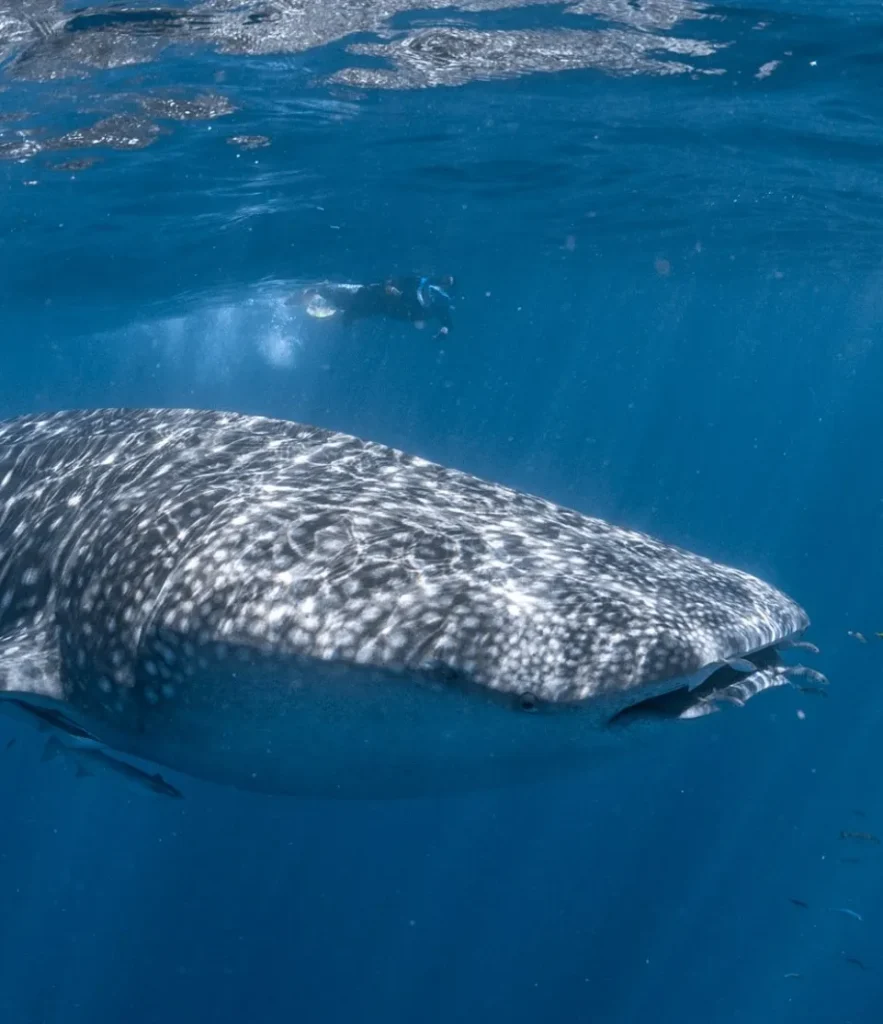 Ningaloo Reef Tours