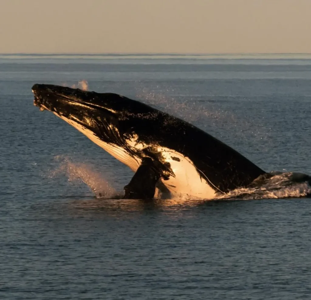 Ningaloo Sunset Cruise