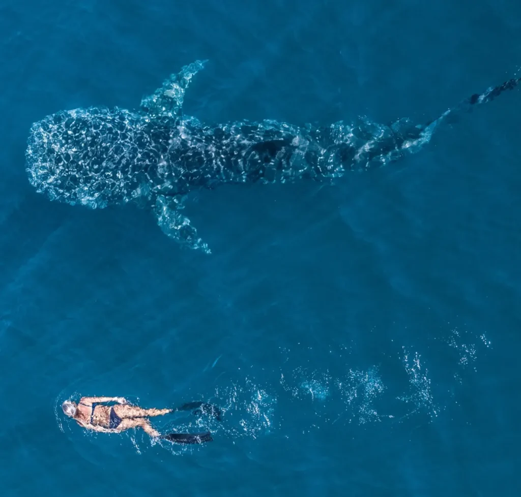 Swimming with Whalesharks