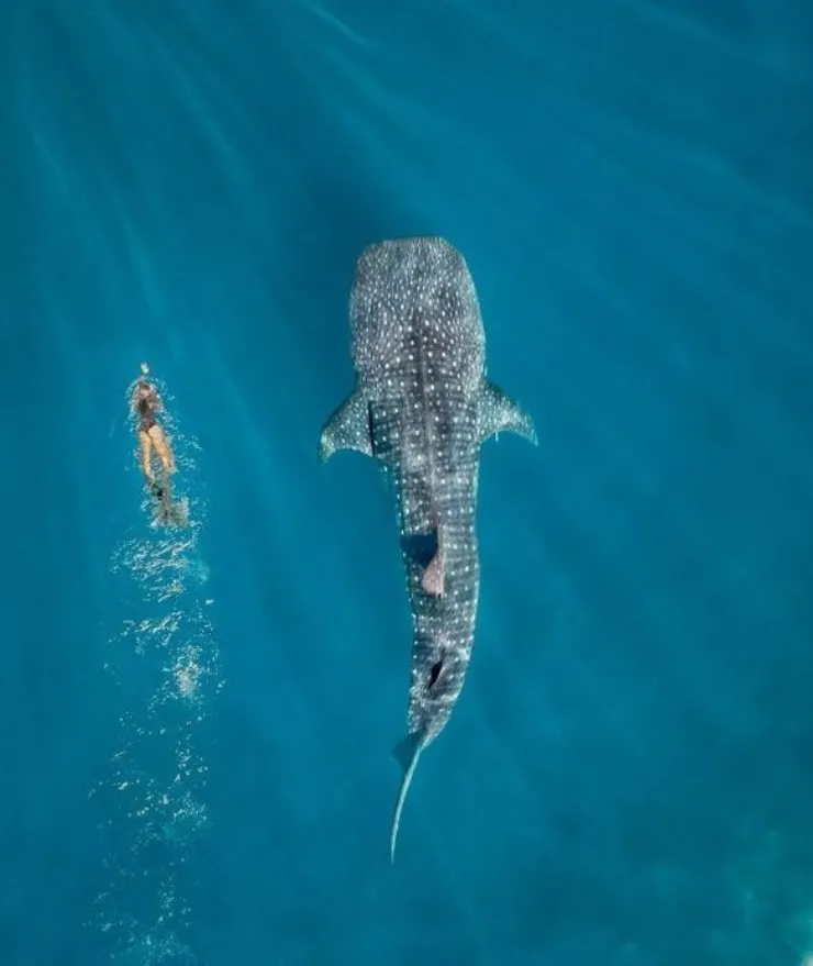 Understanding the Behavior of Whale Sharks in Ningaloo