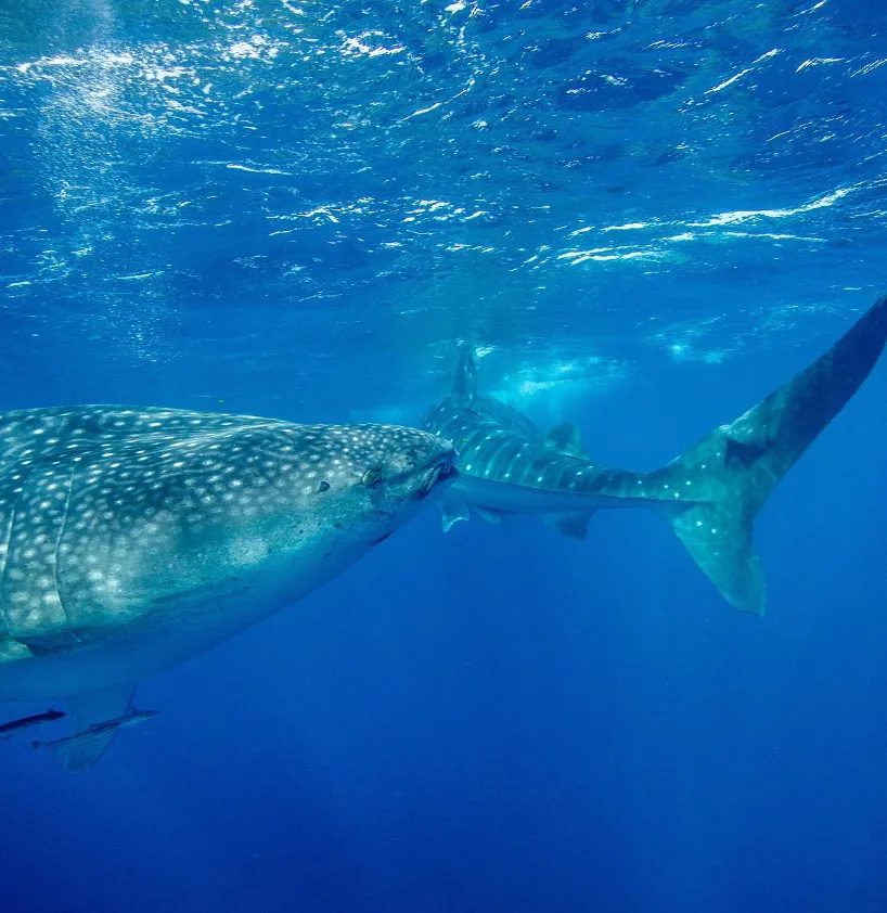 Whale Sharks in Ningaloo Reef