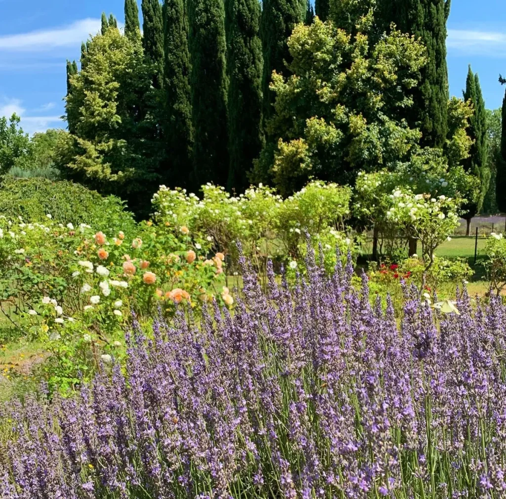 Lavandula Swiss Italian Farm