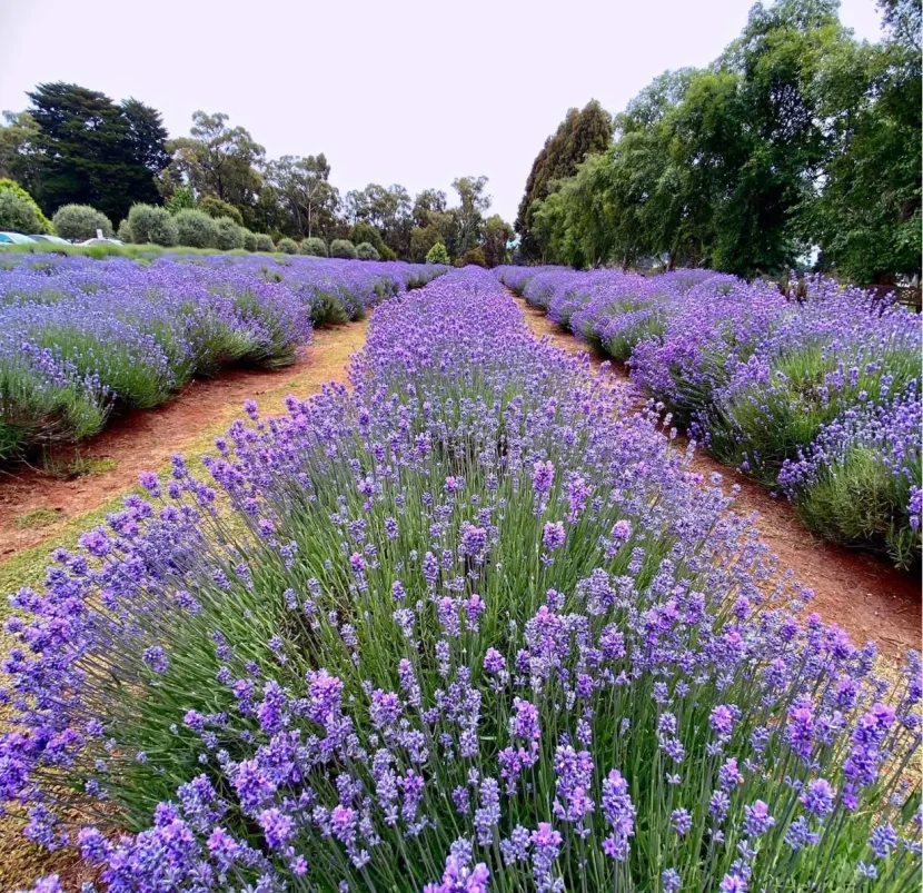 Seasonal Delights: Visiting Yarra Valley’s Lavender Farms