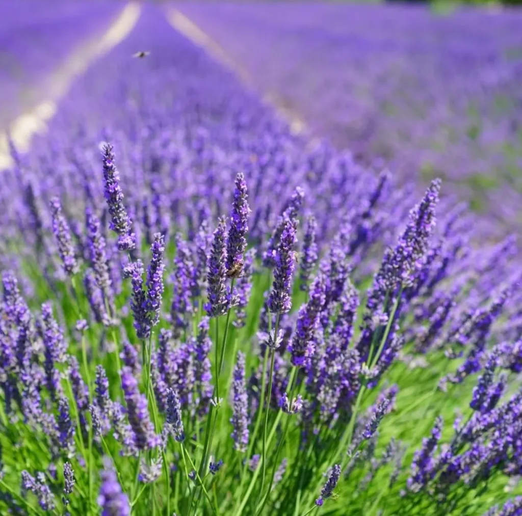 Warratina Lavender Farm