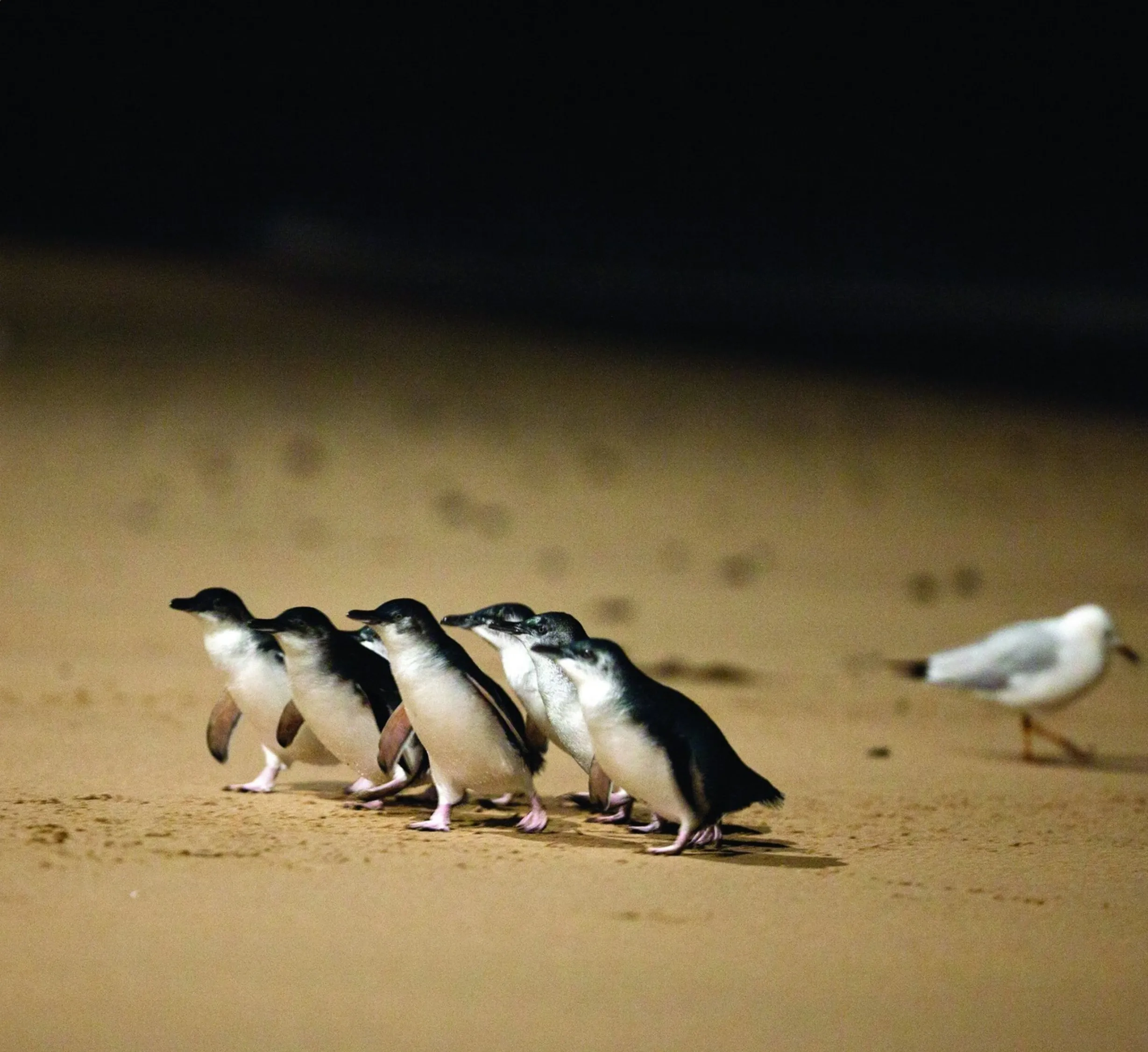 Penguin Parade