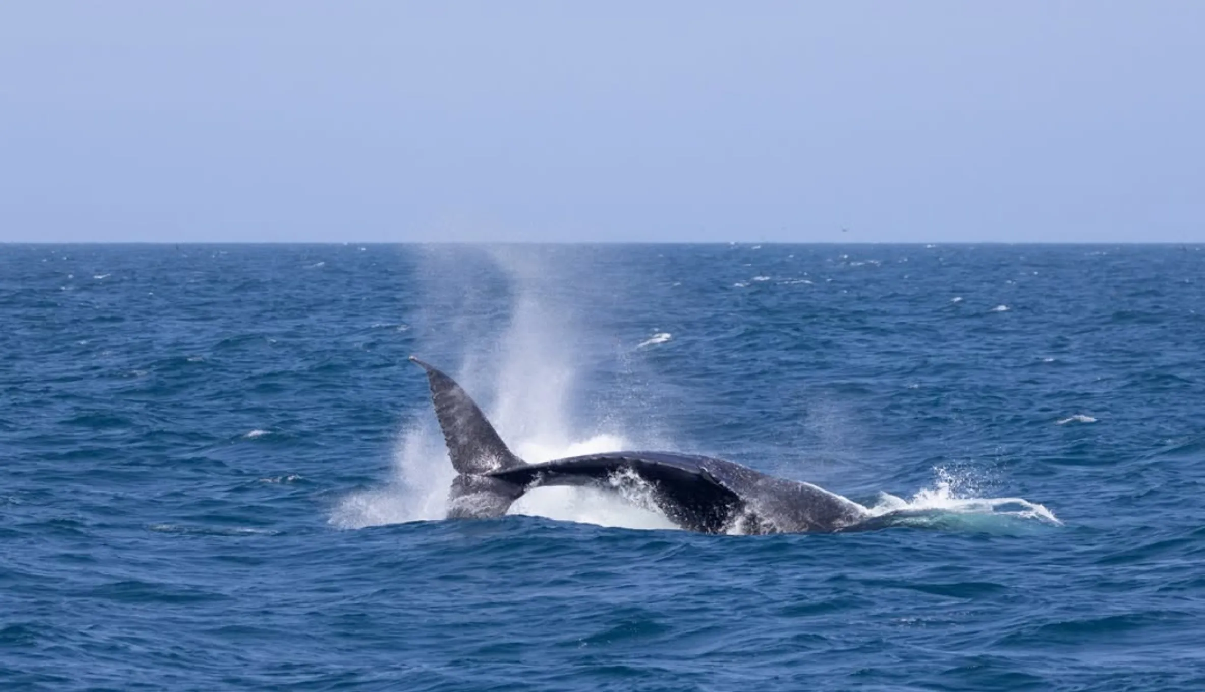 whale watching