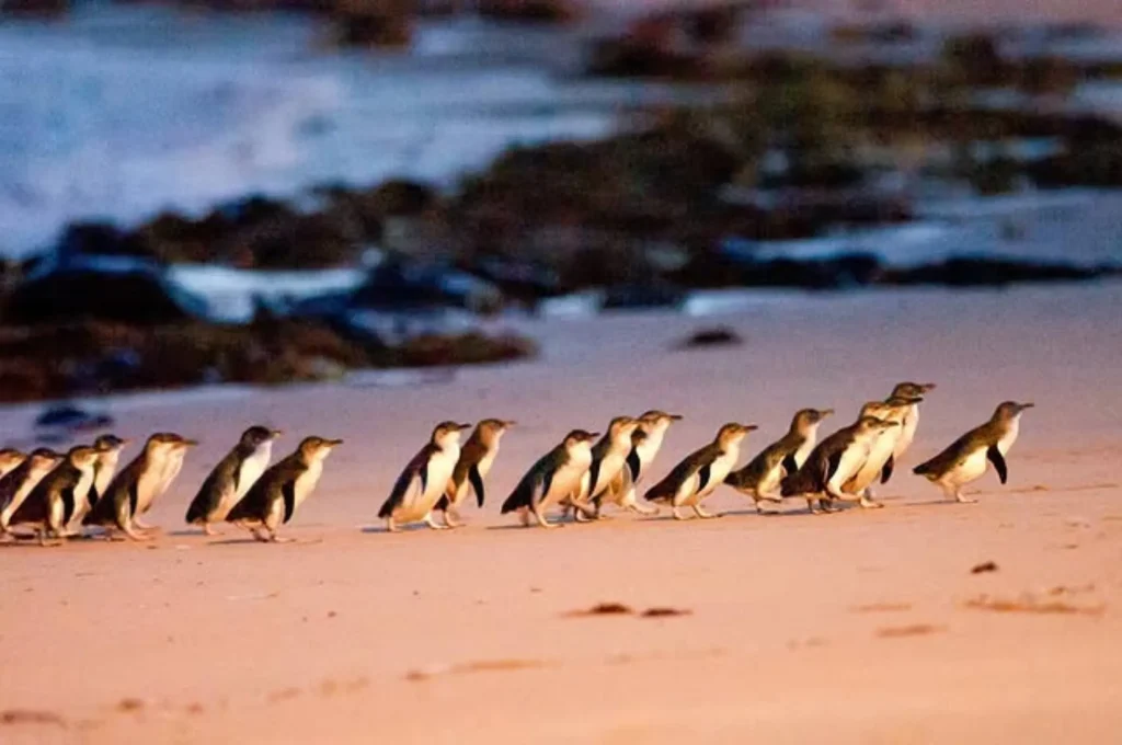 Phillip Island Day Tour & Penguin Parade